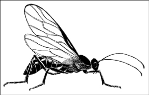 Insetti benefici in giardino