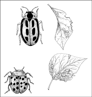 Combattere i parassiti del giardino in modo biologico