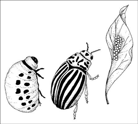 Combattere i parassiti del giardino in modo biologico
