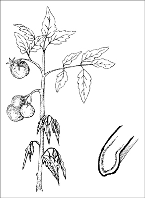 Come affrontare le comuni malattie del giardino