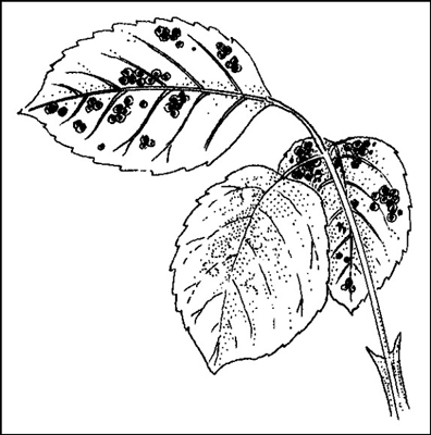 Come affrontare le comuni malattie del giardino