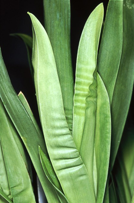 Come diagnosticare problemi di irrigazione nelle orchidee