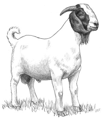 Allevamento di capre da carne