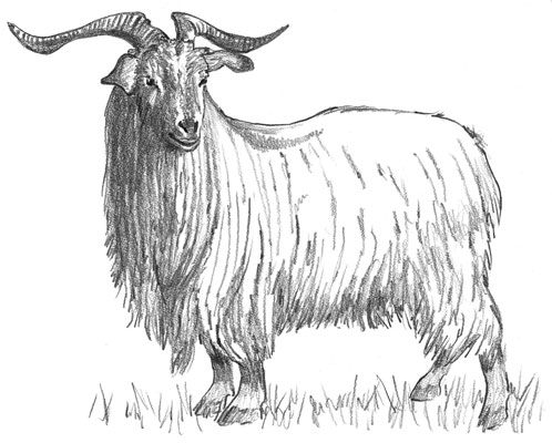 Allevamento di capre da carne