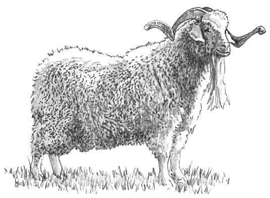 Scegliere le razze di capra per la fibra