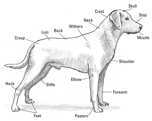 L'anatomia di un Labrador Retriever