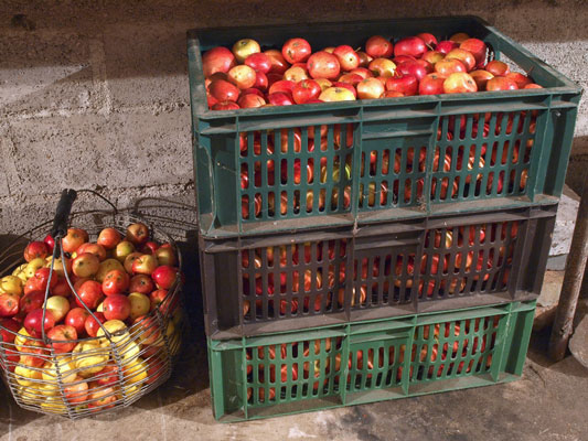 Homesteading: come preparare gli alimenti per la conservazione a freddo