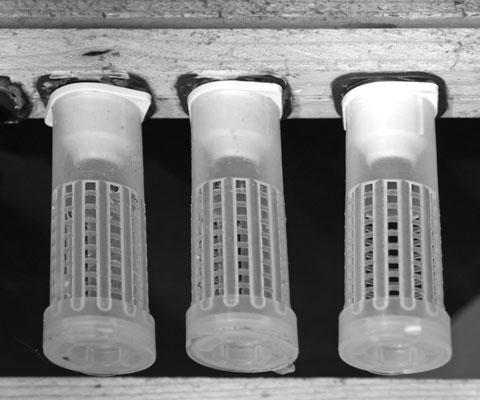 Come allevare le api regine con il metodo Doolittle