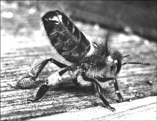 Comprendere il ruolo dell'ape operaia in un alveare