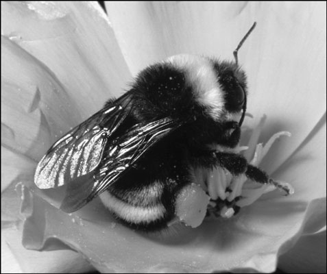 Come identificare gli insetti pungenti