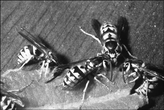 Come identificare gli insetti pungenti