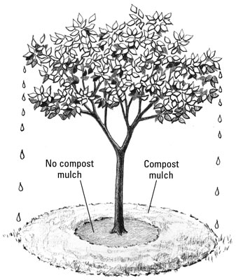 Utilizzo del compost per pacciamare piante e alberi