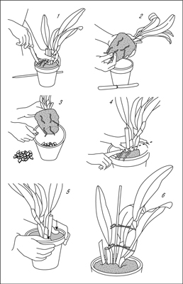 Come rinvasare un'orchidea