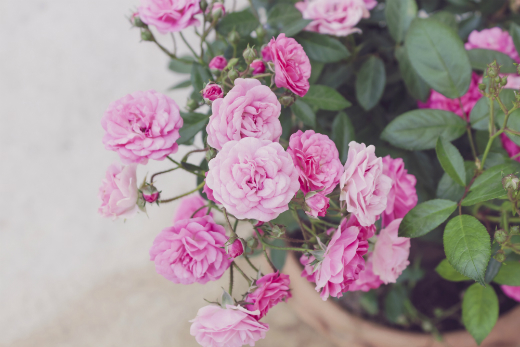 Come prendersi cura delle rose in miniatura