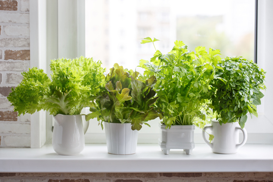 10 modi adatti ai bambini per fare giardinaggio in città