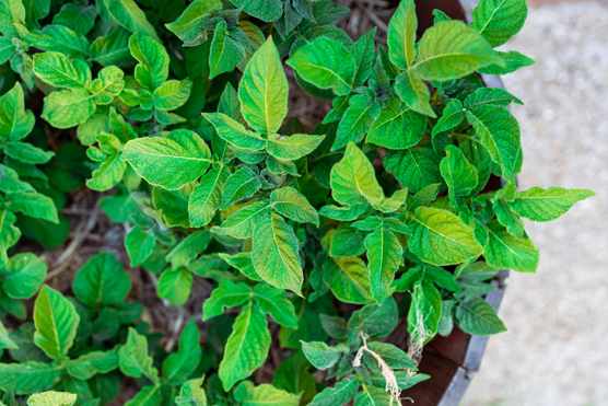 10 modi adatti ai bambini per fare giardinaggio in città