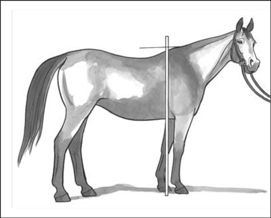 Terminologia del cavallo: descrivere correttamente i cavalli