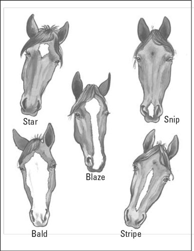 Terminologia del cavallo: descrivere correttamente i cavalli