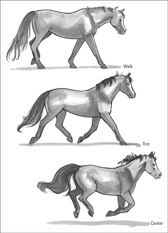 Terminologia del cavallo: descrivere correttamente i cavalli