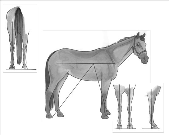 Corpi di cavallo: conoscere la buona conformazione da quella cattiva