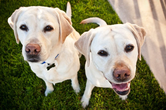 Come fotografare più cani