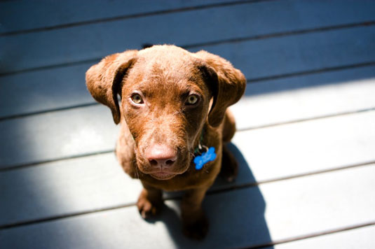 Come catturare fotografie di cuccioli carini