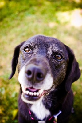 Sii sensibile alle esigenze dei cani anziani quando scatti fotografie