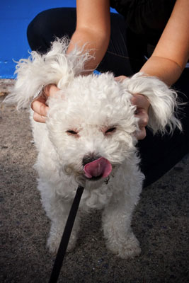 L'uso dei guinzagli nella fotografia di cani