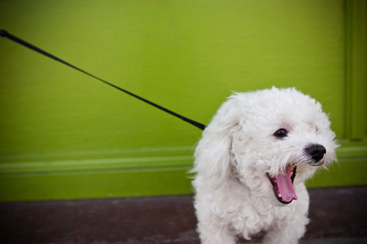 L'uso dei guinzagli nella fotografia di cani