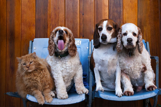 Come includere altri animali nelle fotografie del tuo cane