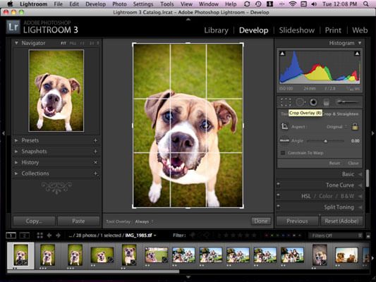 Ritaglia e raddrizza le foto del tuo cane in Adobe Lightroom