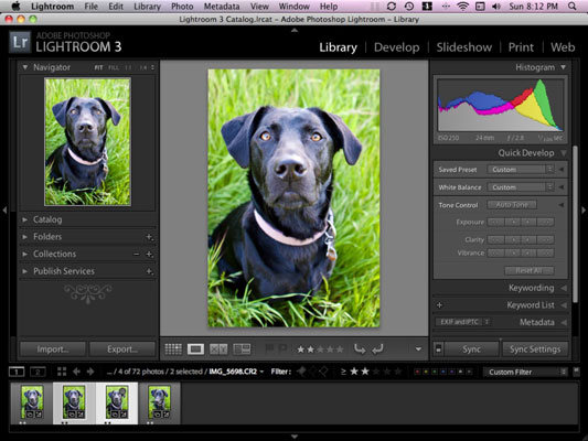 Come esportare le foto del tuo cane da Lightroom