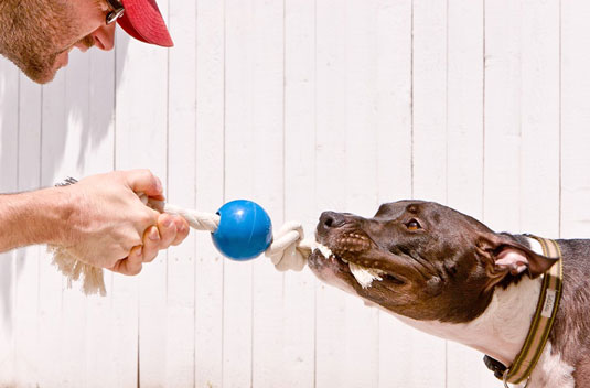 Fotografia di cani di cani e umani che giocano