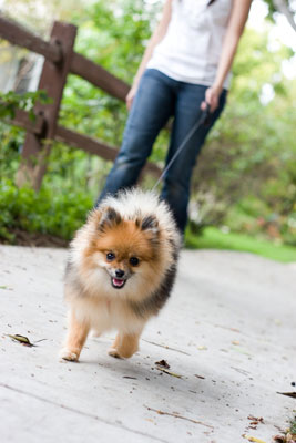Fotografia di cani di soggetti che fanno una passeggiata