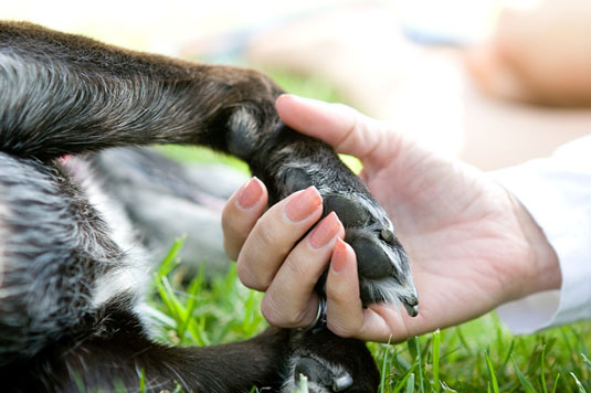 Scatta la foto di umani e cani, zampa in mano