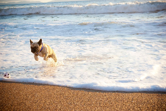 Come scattare foto di cani che corrono/andano a prendere