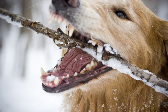 Come scattare foto di cani che corrono/andano a prendere
