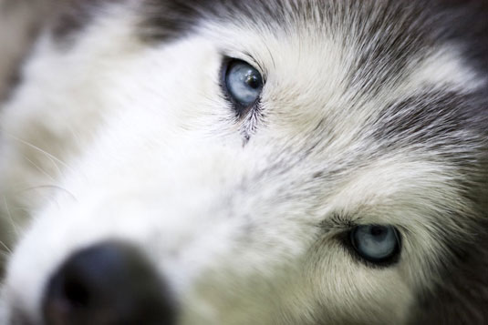 Cattura caratteristiche facciali uniche nelle foto dei cani