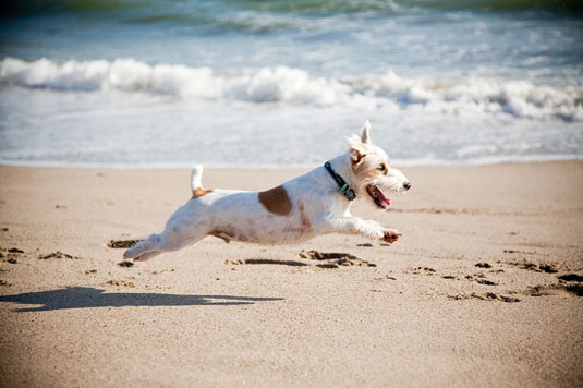 Imposta la modalità a priorità dei tempi per gli scatti di azione del cane