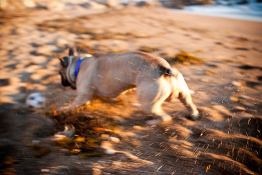 Imposta la modalità a priorità dei tempi per gli scatti di azione del cane