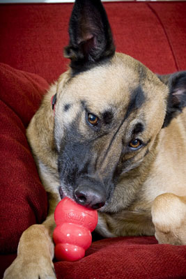 Come scattare foto di cani che masticano