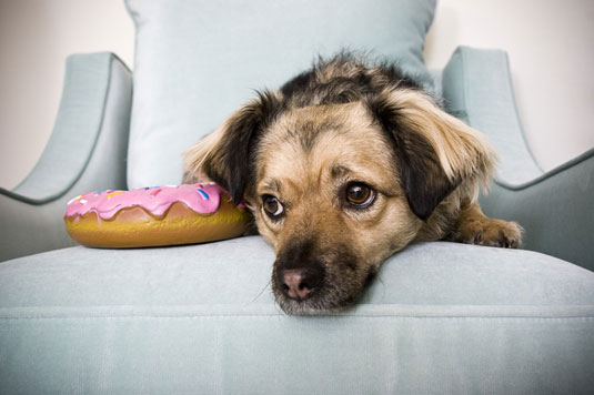 Come scattare foto di cani che masticano