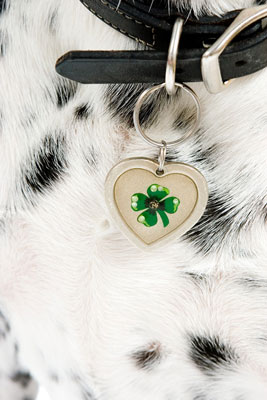 Abbellisci la storia con gli accessori per cani nella fotografia di cani