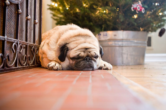 Come illuminare le foto di cani che dormono