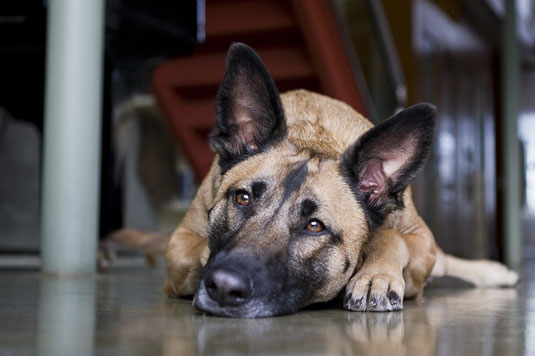 Come illuminare le foto di cani che dormono