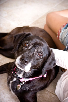 Lascia che la luce determini quando fotografi i cani