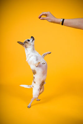 Foto fotogiornalistiche nella fotografia di cani