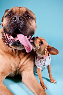 Foto fotogiornalistiche nella fotografia di cani