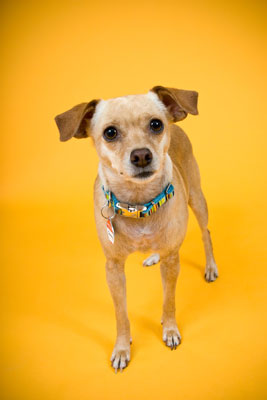 Come fare ritratti di cani in posa