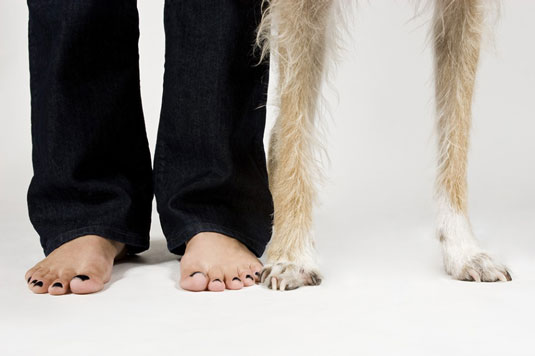 Come fare ritratti di cani in posa